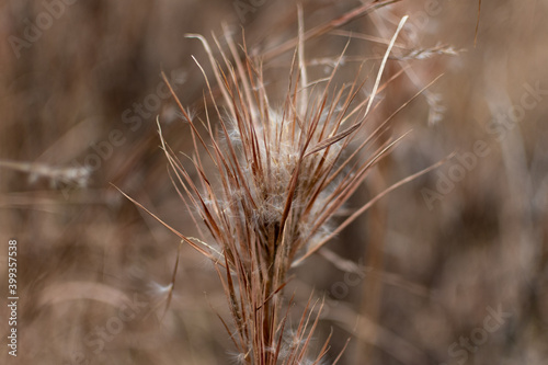 Close Up Of Dry Plant