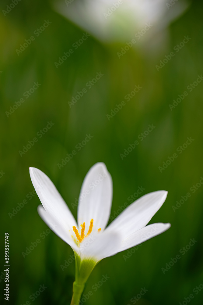 Beautiful white flower in bloom at garden Beautiful white flower in bloom at garden