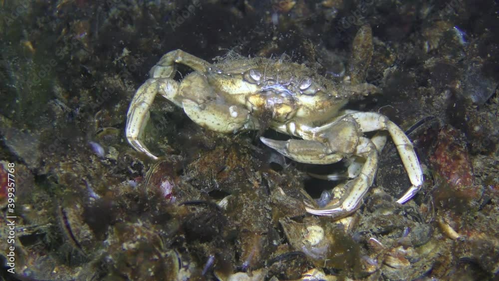 Green crab or Shore crab (Carcinus maenas) eats algae, then leaves the frame. Green crab or Shore crab (Carcinus maenas) eats algae, then leaves the frame.