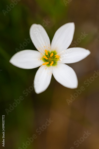 Beautiful white flower in bloom at garden © krishna