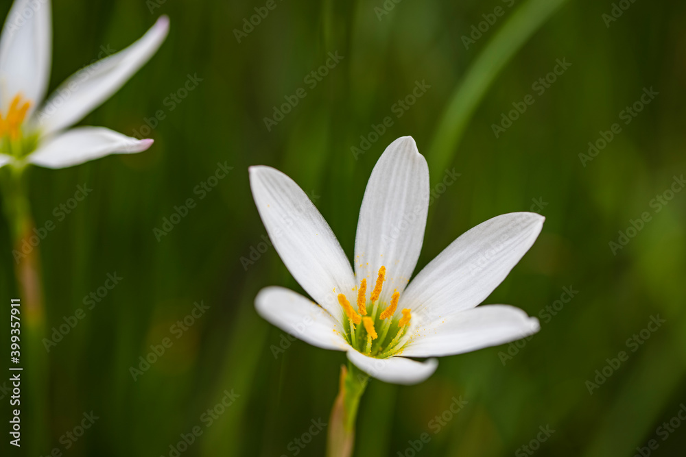 Beautiful white flower in bloom at garden Beautiful white flower in bloom at garden