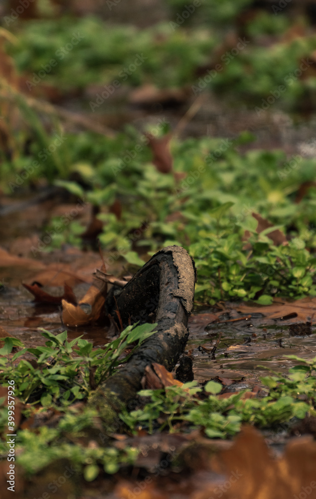 Tree Root Bending Out Of The Ground Tree Root Bending Out Of The Ground
