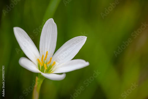 Beautiful white flower in bloom at garden © krishna