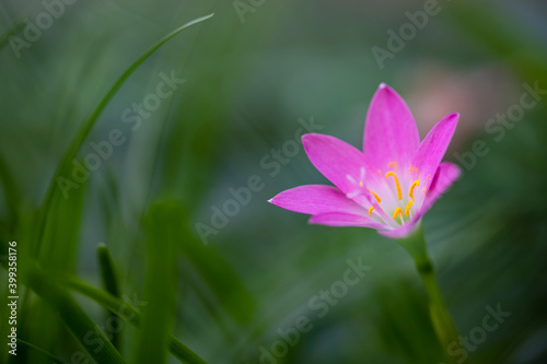 Beautiful Pink flower in bloom at garden