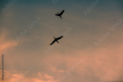 Birds flying over evening clouds