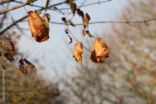 Withered leaves flutter in the wind in autumn