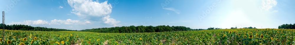 custom made wallpaper toronto digitalSunflower field in the afternoon. Panorama of beautiful nature landscape. Farm field idyllic scene