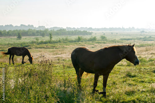 wild horse on a large meadow with beautiful scenery of blue sky and quiet at sunrise