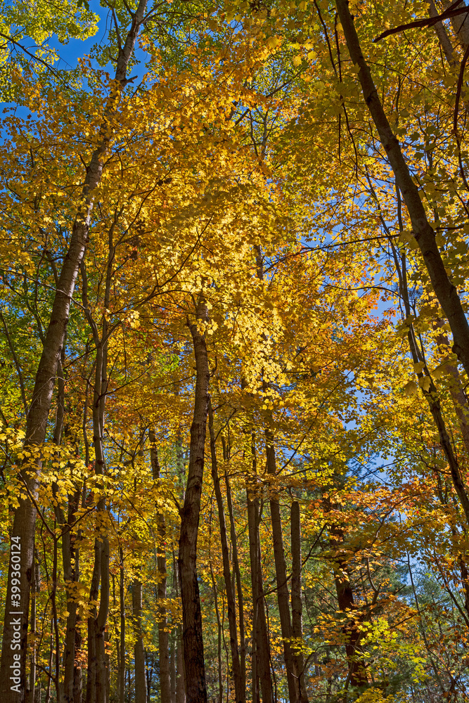 Dramatic Colors Overhead in the Fall Dramatic Colors Overhead in the Fall