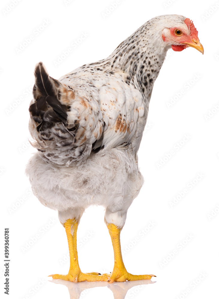 back side of one white chicken isolated on white background, studio shoot