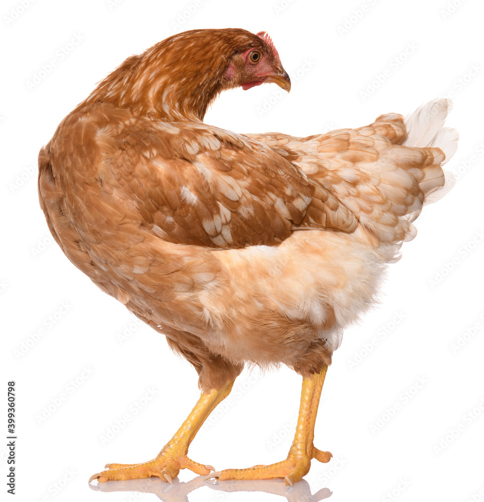 Fototapeta premium one brown chicken isolated on white background, studio shoot