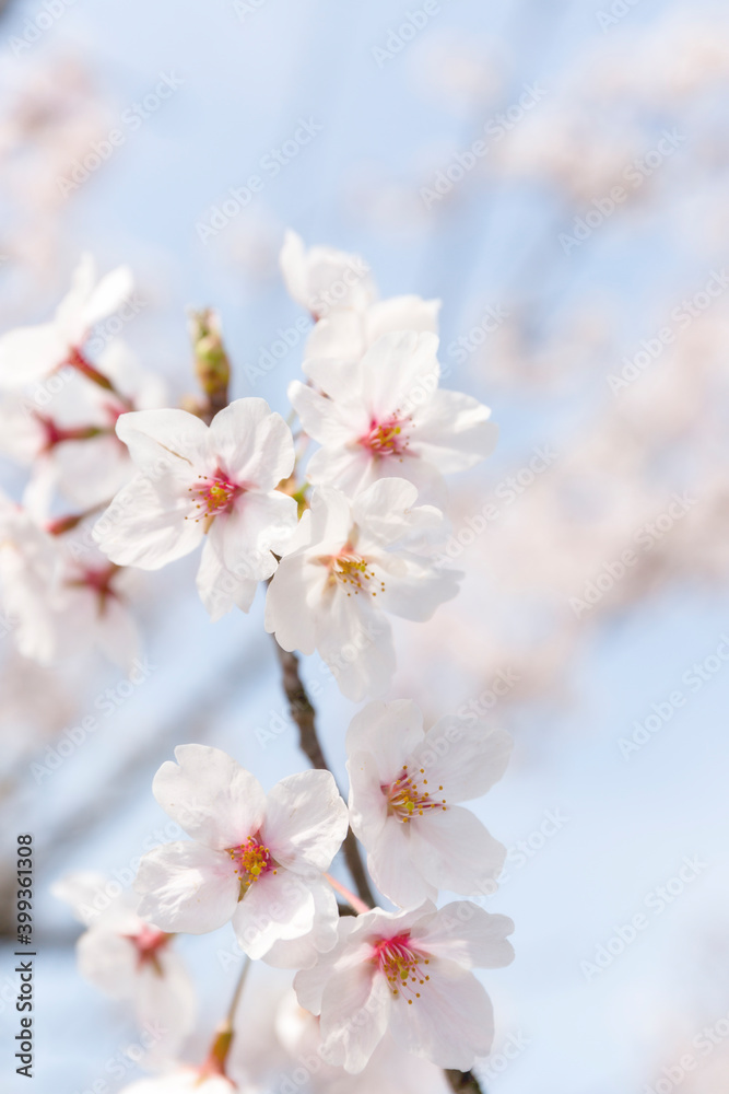 The cherry blossoms planted next to my workplace have begun to bloom.
