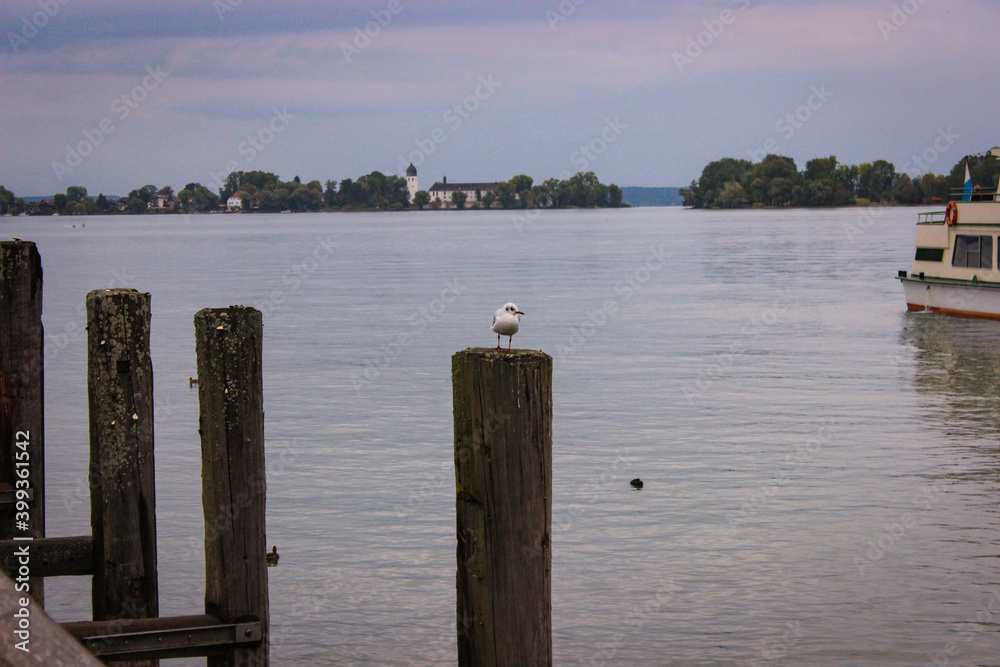 The gull on a wooden pole protruding from the water. Wooden pier in background