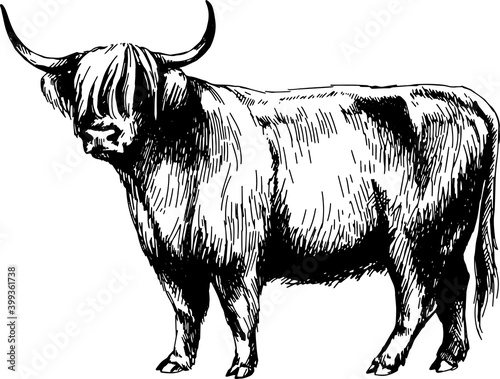 cow highland graphics illustration