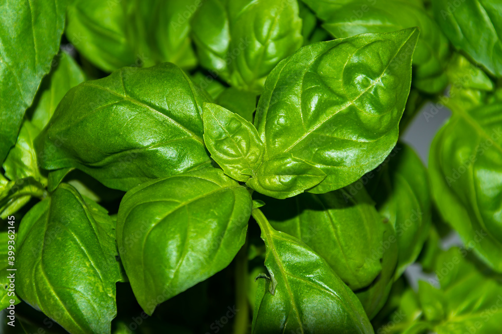 Close up of green and fresh basil leaves. Close up of green and fresh basil leaves.