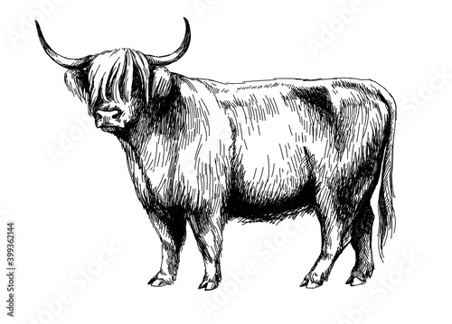 cow highland graphics illustration