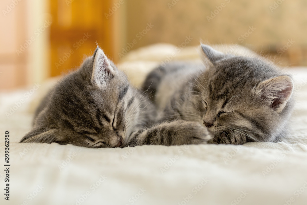 Two tabby kittens sleeping together. Pretty Baby cats Kids animal cat and cozy home concept. Home pets. Animal care.