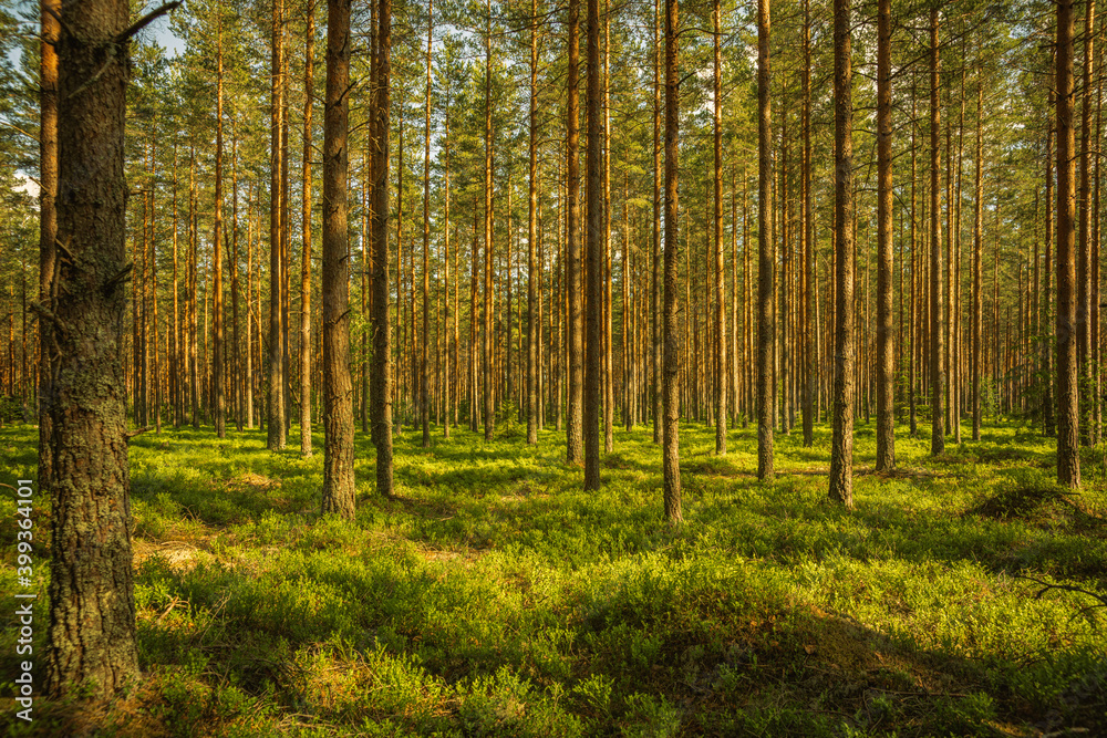 Beautiful and well-cared pine forest in Sweden, with sunlight shining through the canopy Beautiful and well-cared pine forest in Sweden, with sunlight shining through the canopy