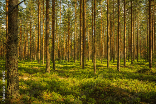 Beautiful and well-cared pine forest in Sweden  with sunlight shining through the canopy
