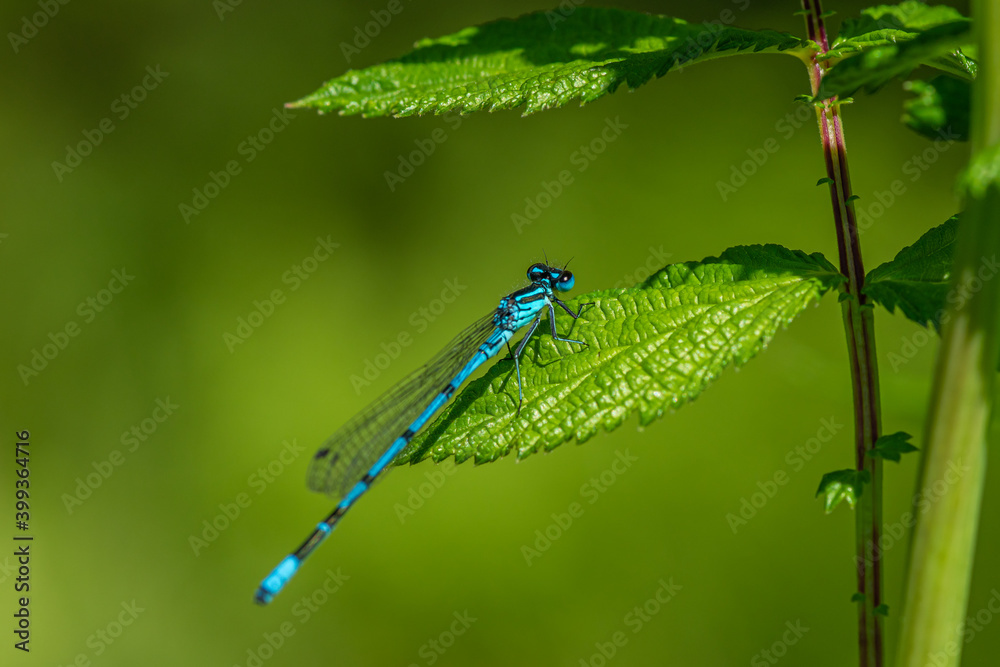 Detailed close up of a blue damselfly sitting on a green leaf Detailed close up of a blue damselfly sitting on a green leaf