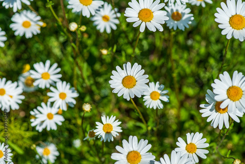 High angle view of a cluster of marguerite flowers in bright sunlight