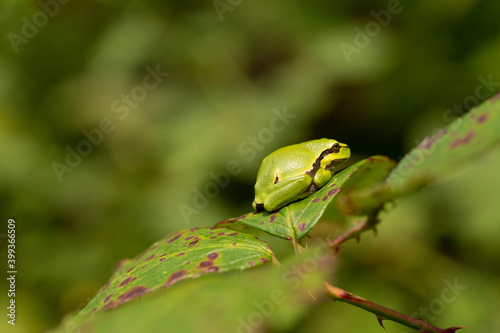 European tree frog resting on a green blackberry leaf with green background