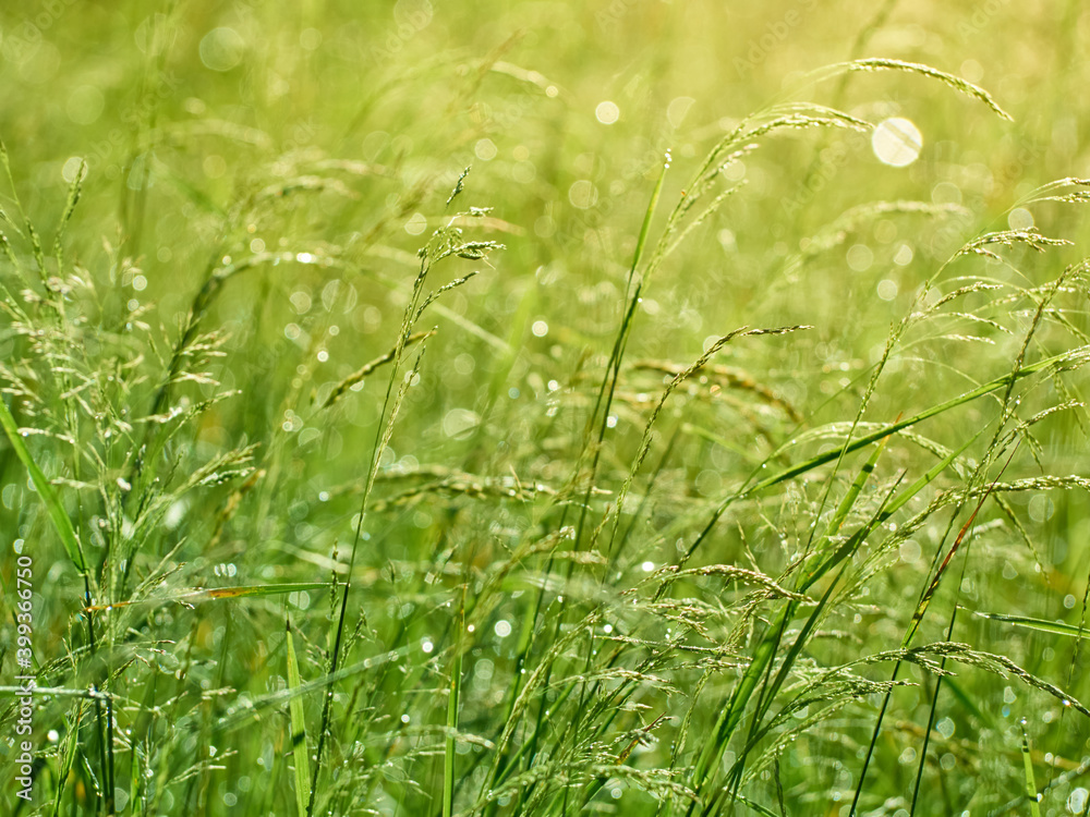 Drops of dew on the grass in defocus