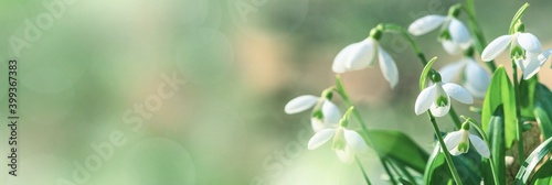 Obraz na płótnie Galanthus nivalis or common snowdrop - blooming white flowers in early spring in the forest, closeup with space for text w salonie