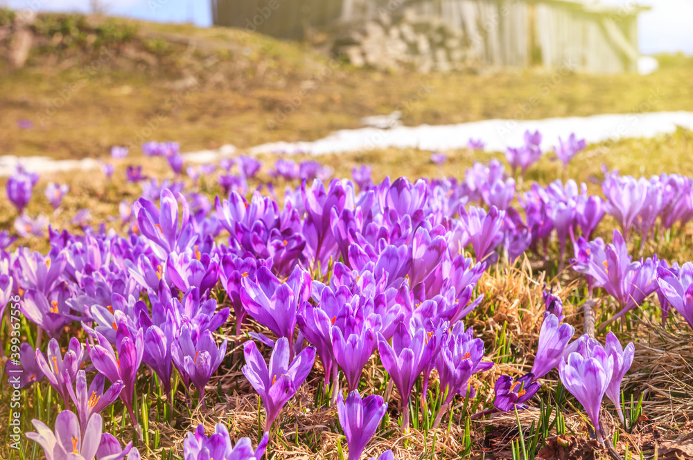 Naklejka premium Spring background - glade of the fresh purple crocuses blossom in the Carpathians mountains on top of the mountain