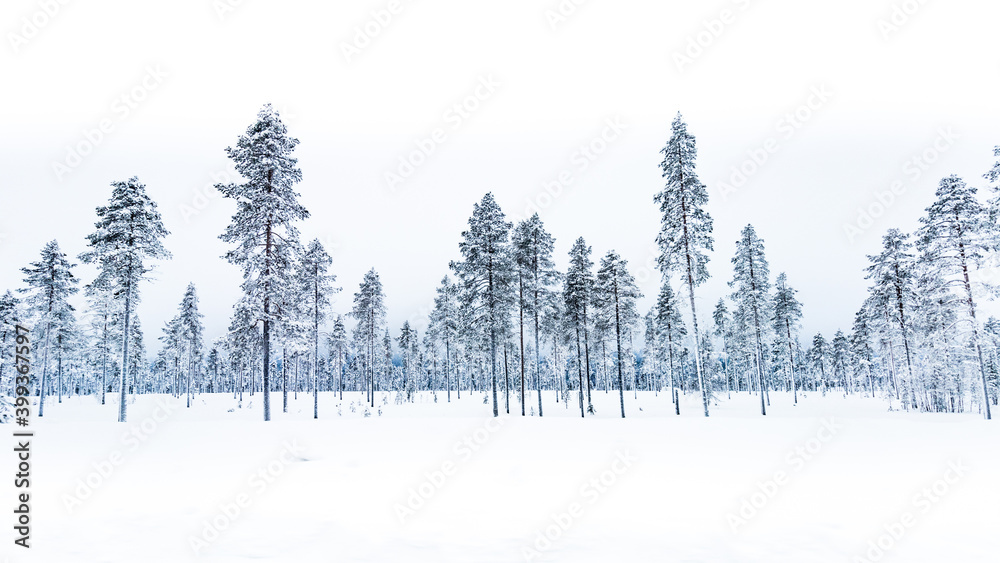 Fototapeta premium winter wonder land in Sweden - frosty tree line 