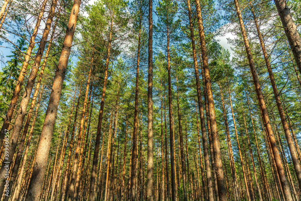 Pine trees and canopies in a beautiful summer forest in Sweden Pine trees and canopies in a beautiful summer forest in Sweden
