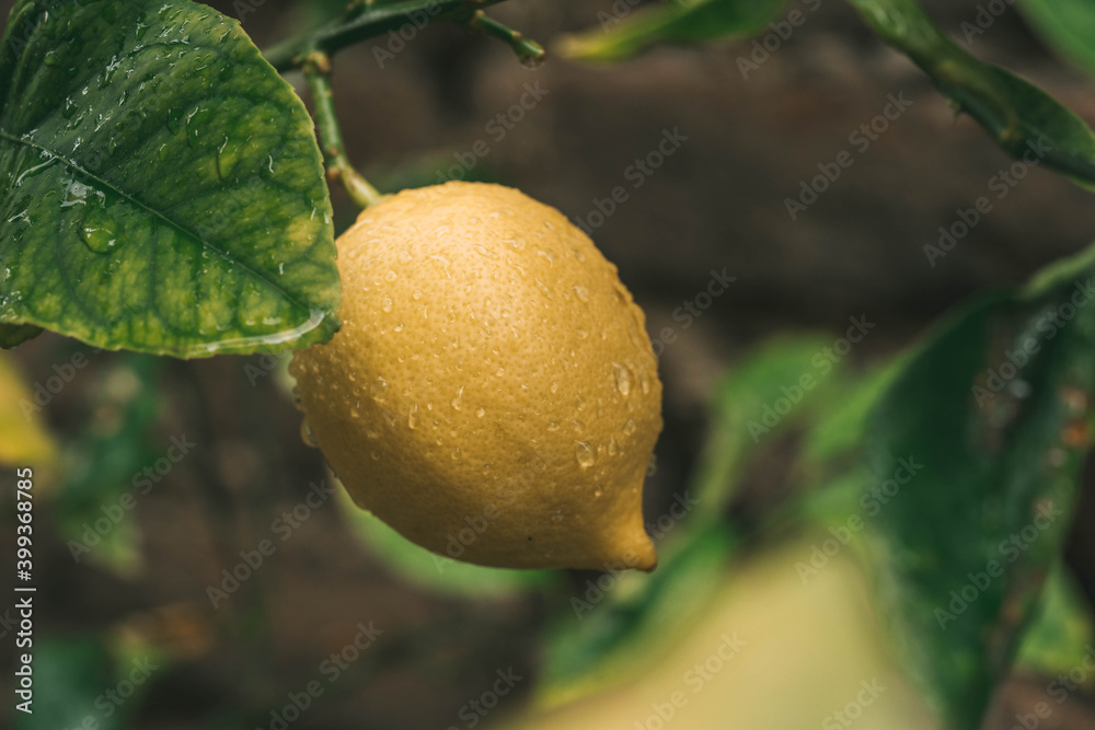 Bunches of fresh yellow ripe lemons on lemon tree branches
