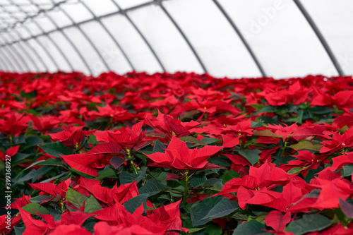 Obraz na płótnie plant nursery with many red poinsettia flowers in a greenhouse