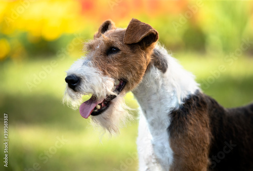  fox terrier; portrait of a terrier dog against the background of a blooming garden
