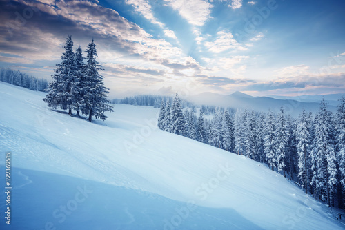 Awesome winter landscape with snowy spruces on a frosty day. © Leonid Tit