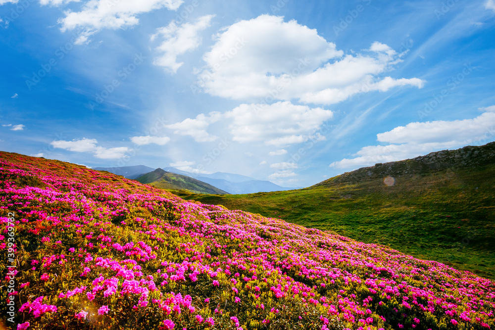 Awesome summer scene with pink rhododendron flowers on a sunny day.
