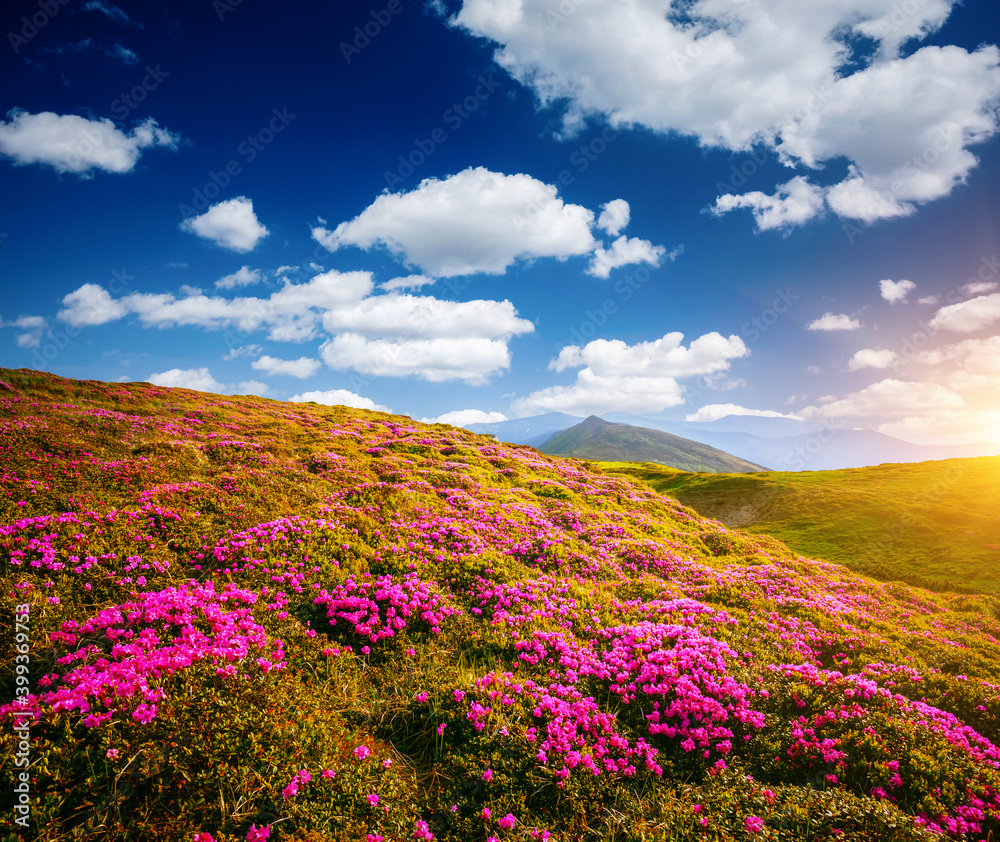 Awesome summer scene with pink rhododendron flowers on a sunny day.