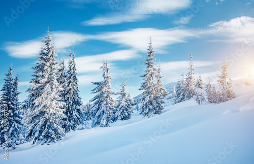 White winter spruces in snow on a frosty day. Christmas holiday concept.