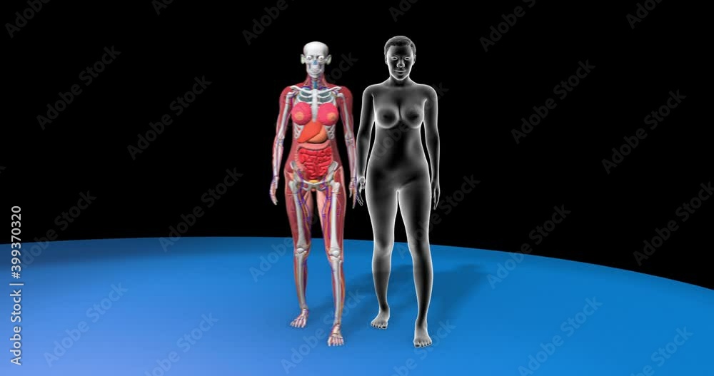 Human body assembling: Muscular system, skeletal system, cardiovascular system, nervous system and other internal organs with the female reproductive system. Anatomy 3d animation