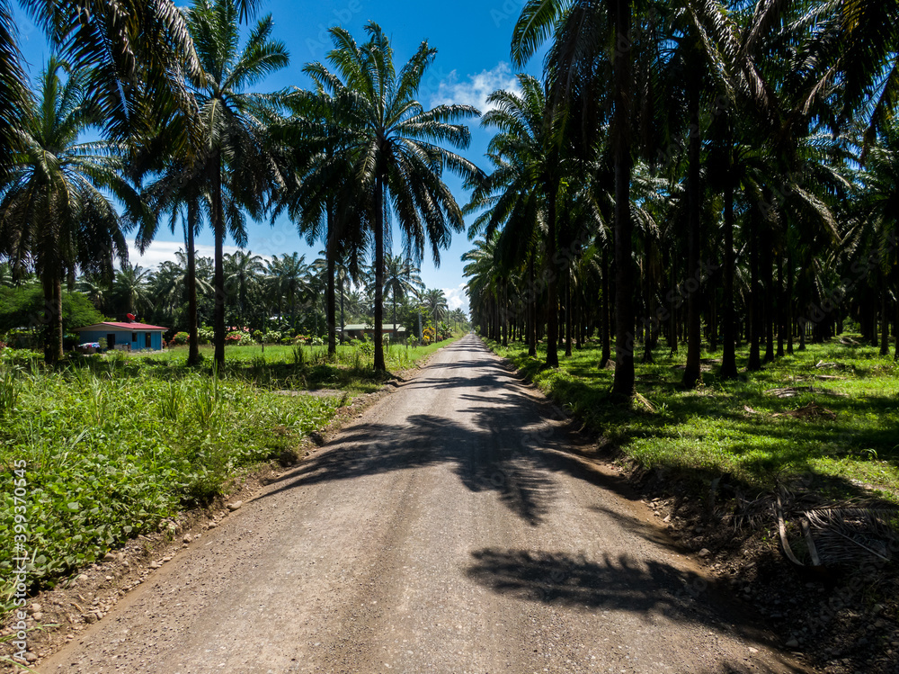 Beautiful aerial view of the African Palm tree with a rustic road in the middle in Costa Rica