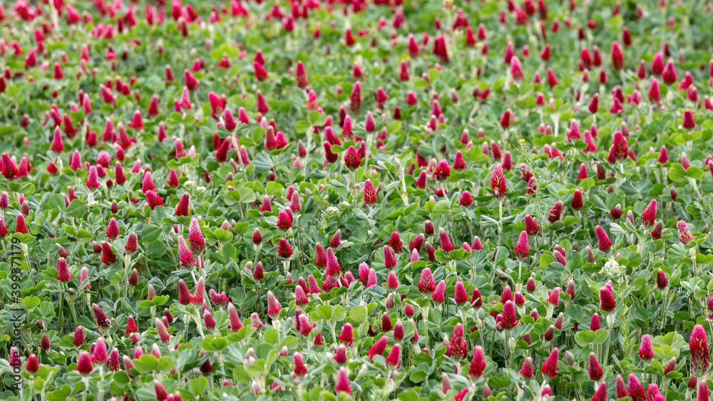 Springtime in a cloudy day in a red clover field