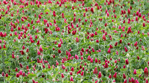Springtime in a cloudy day in a red clover field