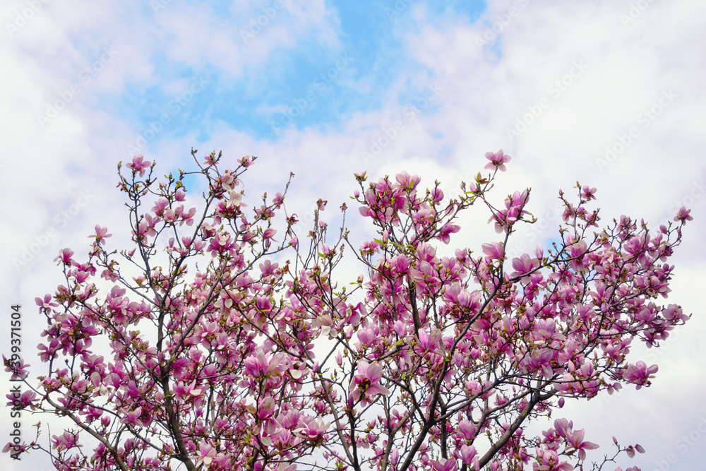 Spring flowers. Flowering tree of magnolia ( Magnolia soulangeana ) against sky