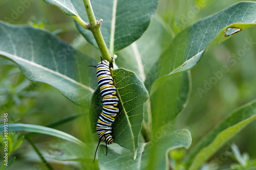 Monarch caterpillar crawling on a milkweed plant. Nature and wildlife in Ontario, Canada.  © Erika Norris