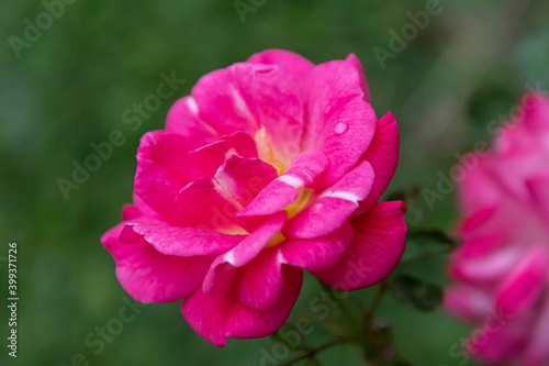 pink rose