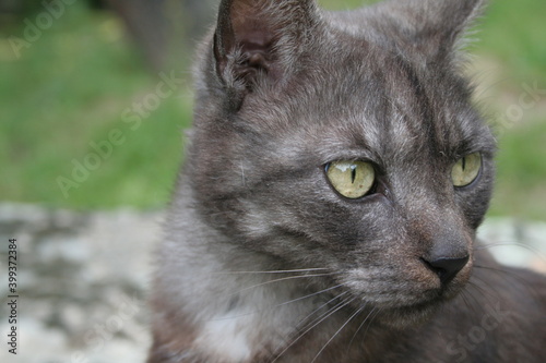 gato rostro