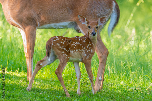 Baby white tail deer fawn standing in field near forest near doe  photo