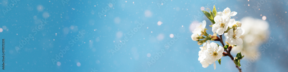 Beautiful cherry landscape. Floral spring abstract background of nature. Branches of blossoming cherry with soft focus on blue background. Easter and spring greeting cards. Springtime Beautiful cherry landscape. Floral spring abstract background of nature. Branches of blossoming cherry with soft focus on blue background. Easter and spring greeting cards. Springtime