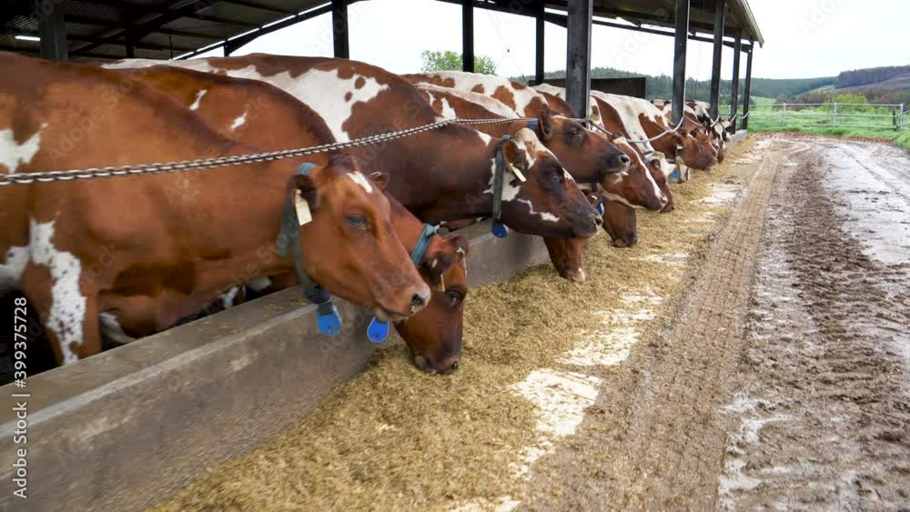 Closeup view of Ayrshire dairy cows eating at a food trough on a large
