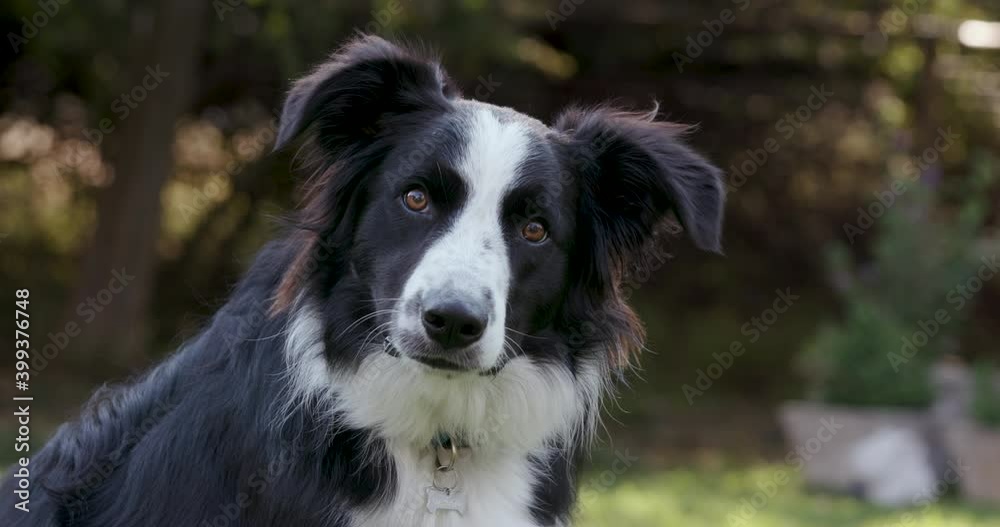 Close-up portrait of an adorably cute Border Collie dog tilts his head while looking into camera Close-up portrait of an adorably cute Border Collie dog tilts his head while looking into camera